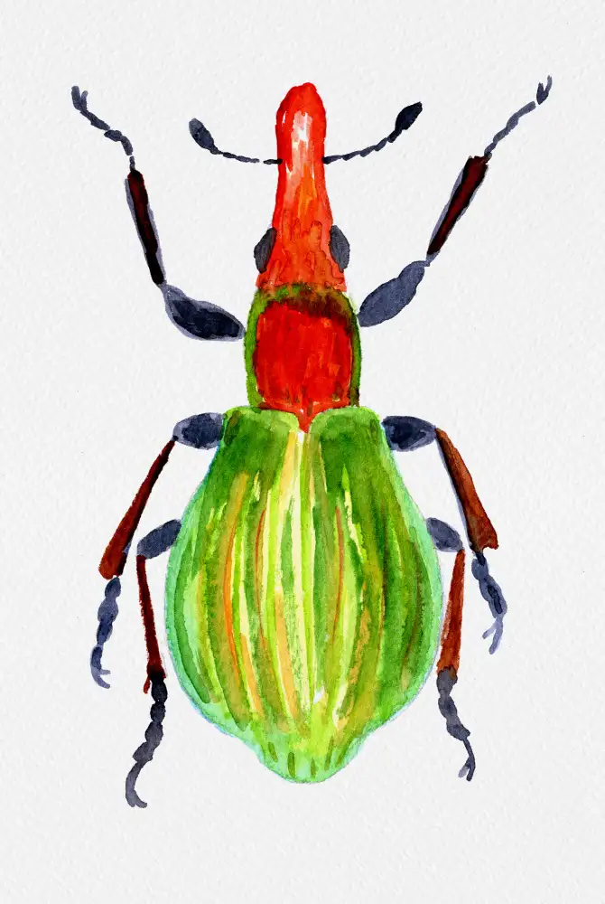 Botanical, Kata: Pseudaplemonus artemisiae