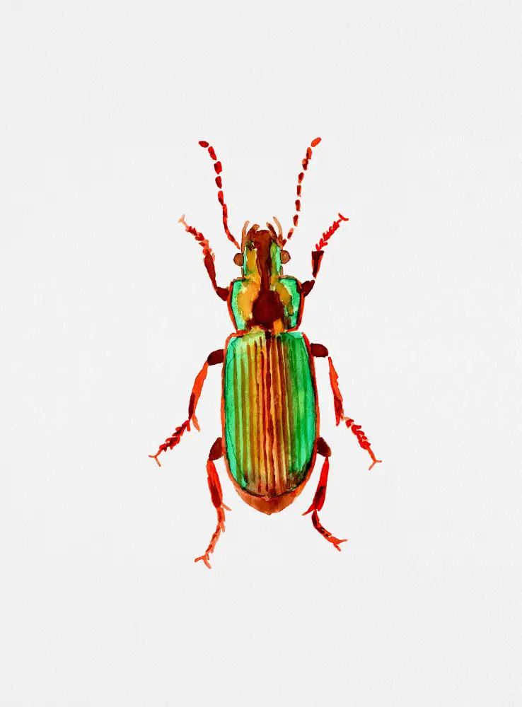 Botanical, Kata: Coléoptère Carabidae ou Harpalus distinguendus