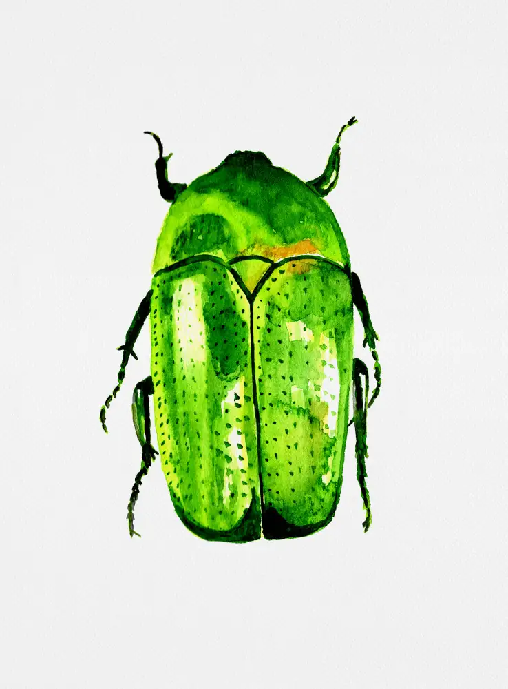 Botanical, Kata: Coléoptère vert de juin ou Cotinis nitida