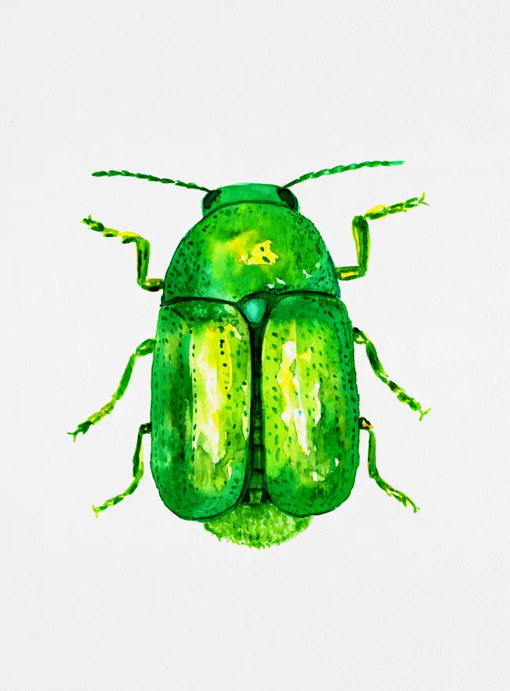 Botanical, Kata: Coléoptère cylindrique ou Cryptocephalus sericeus
