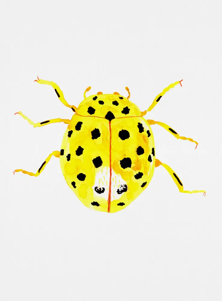 Botanical, Kata: La coccinelle à 22 points ou Psyllobora vigintiduopunctata