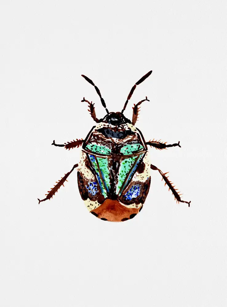 Botanical, Kata: Bug du bouclier pied ou Tritomegas bicolor