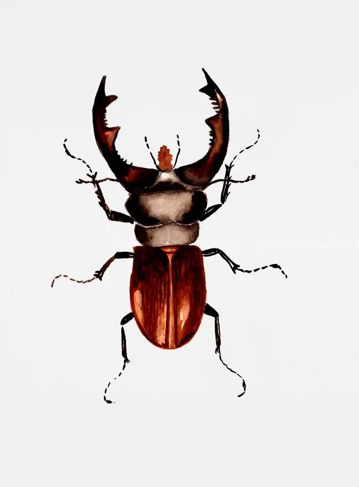 Botanical, Kata: Coléoptère du cerf ou Lucanus cervus
