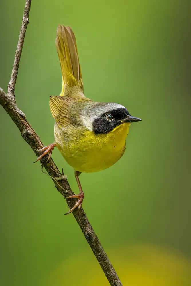 Xu, Jian: Common Yellowthroat