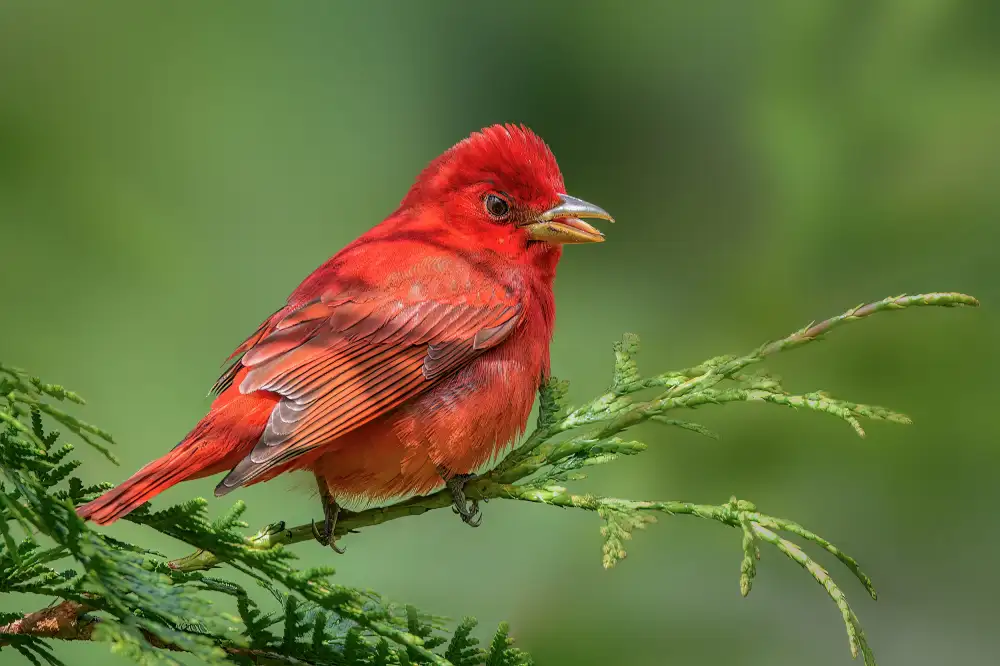 Xu, Jian: Summer Tanager