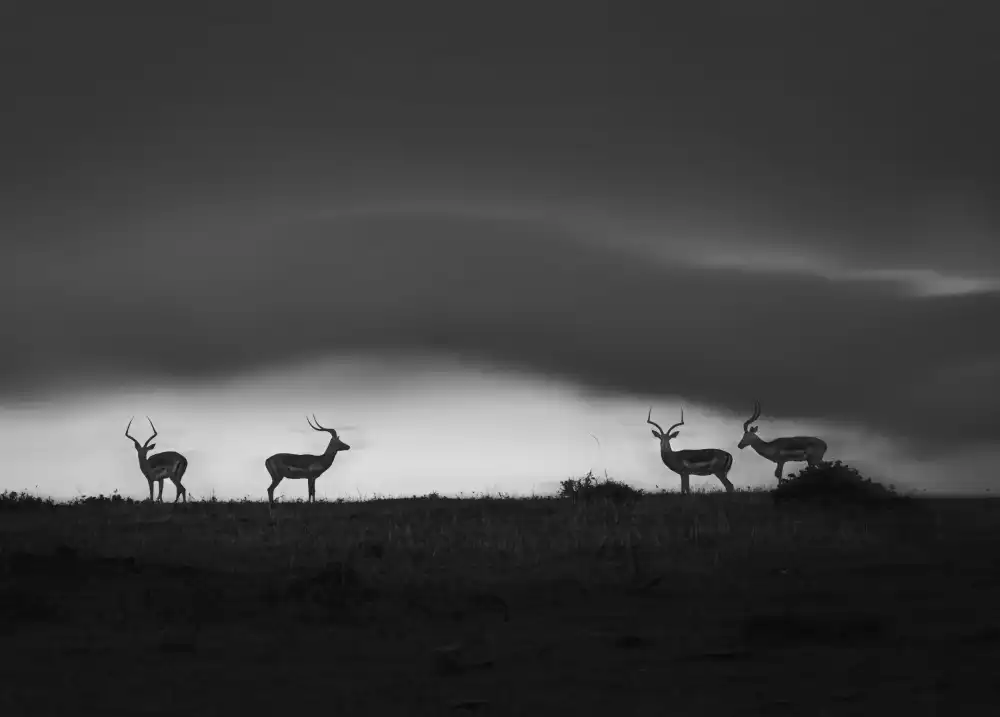 Tang, D. Lisa: Warten auf Regen