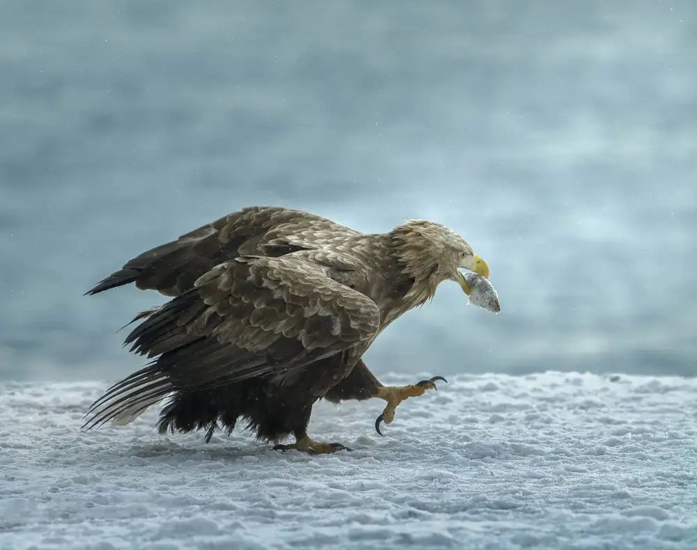 Tseng, Judy: white-tailed Eagle with prey