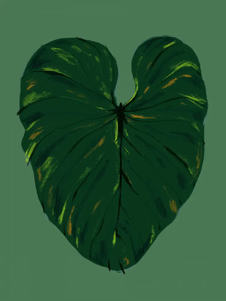 Gulina, Francesco: Philodendron Gloriosum Vert