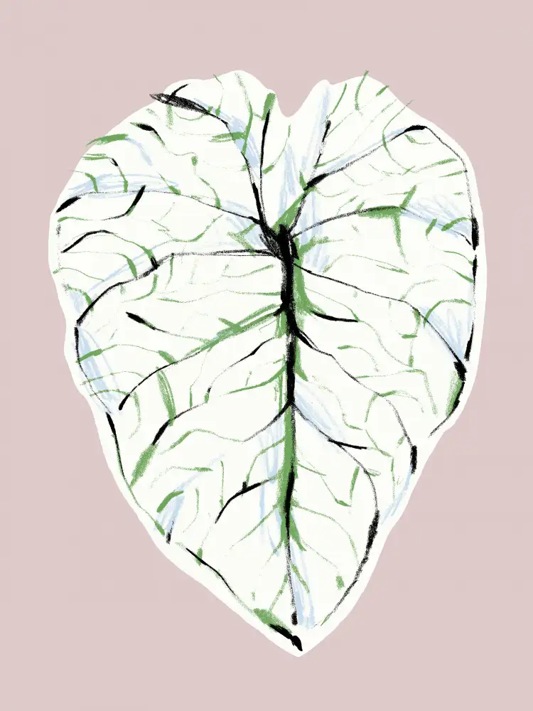 Gulina, Francesco: Alocasia Melo Lumière