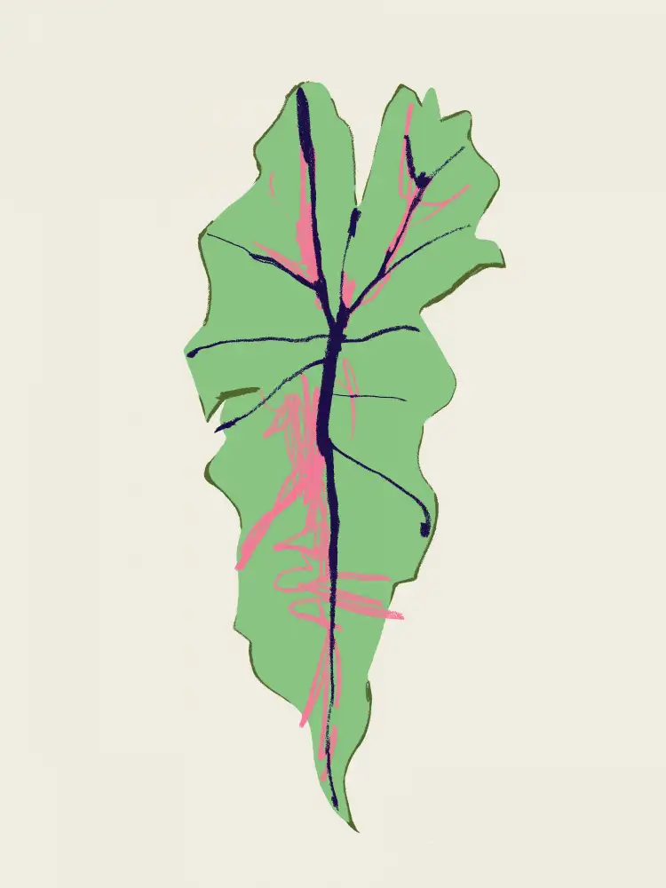 Gulina, Francesco: Polly Alocasia