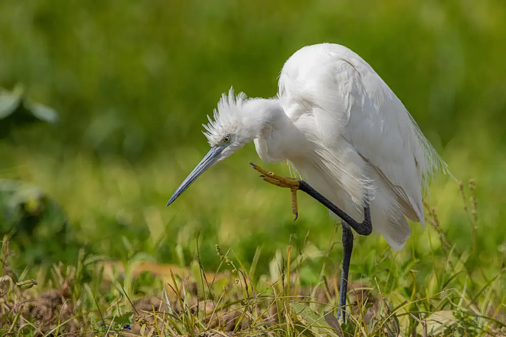 mahmoud, Adel: Little Egret