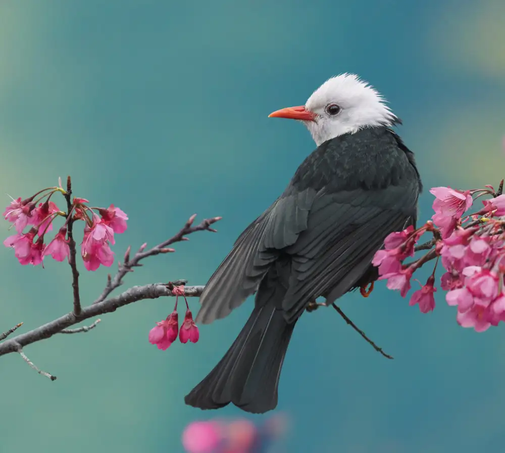 XibiaoHuang: White-headed black bulbul