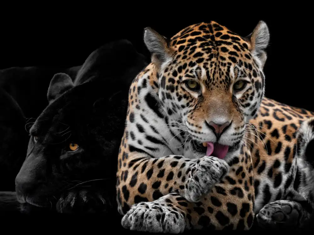 Guillemot, Mathilde: Mr and Mrs Jaguar - Panthera Onca