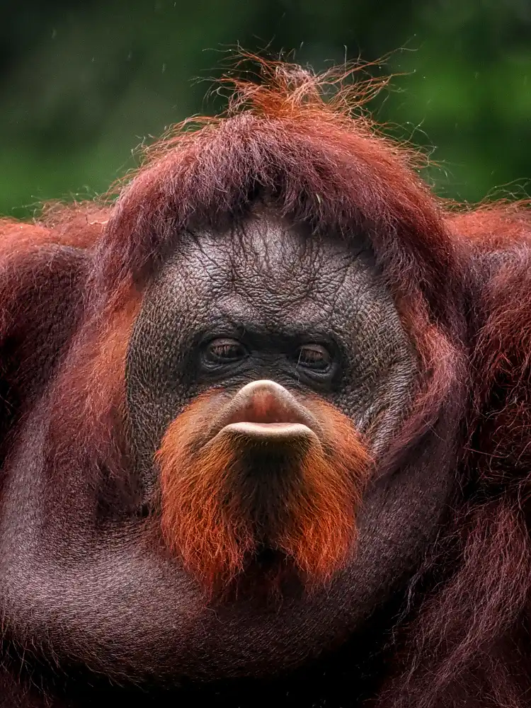 Dennaga, Prabu: Kiss