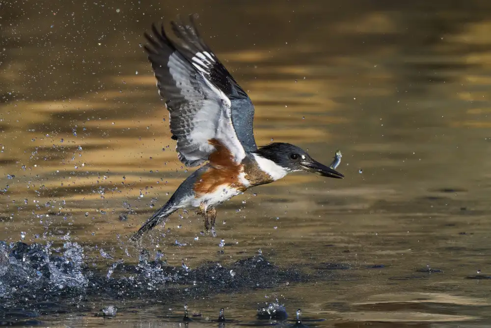 Chen, Johnny: Belted Kingfisher