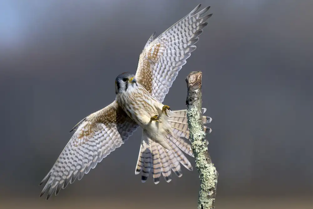 Chen, Johnny: American Kestrel Landing