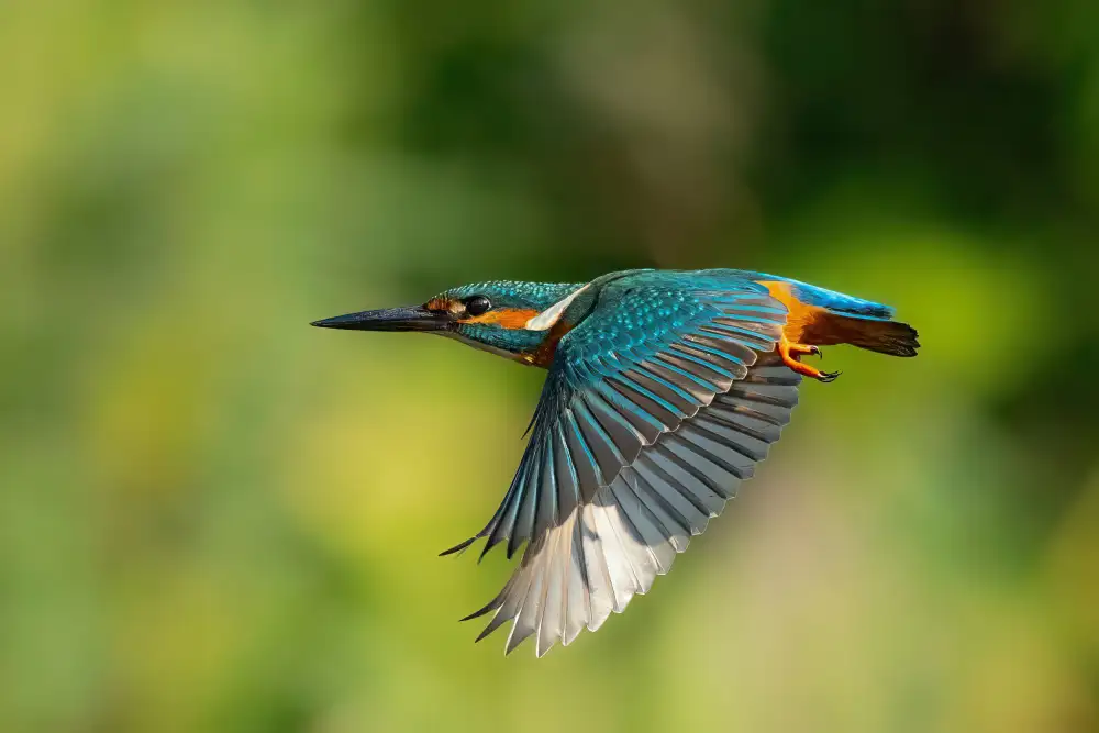 Wilson, Guy: Common Kingfisher