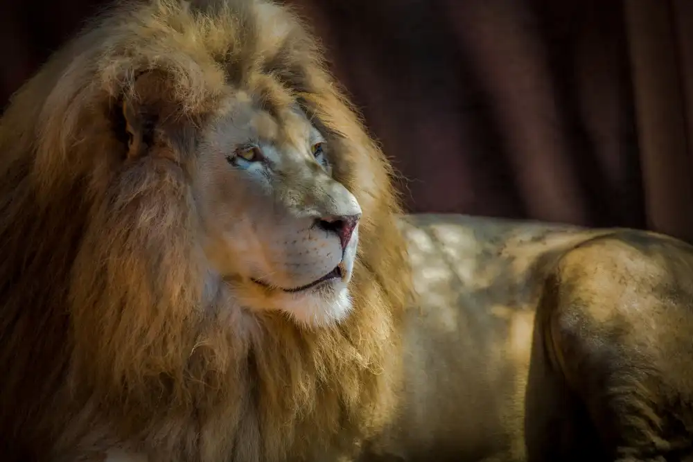 Esposito, Ed: Portrait of a Lion