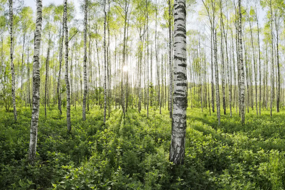 Hefele, Stefan: Primavera nel bosco di betulle