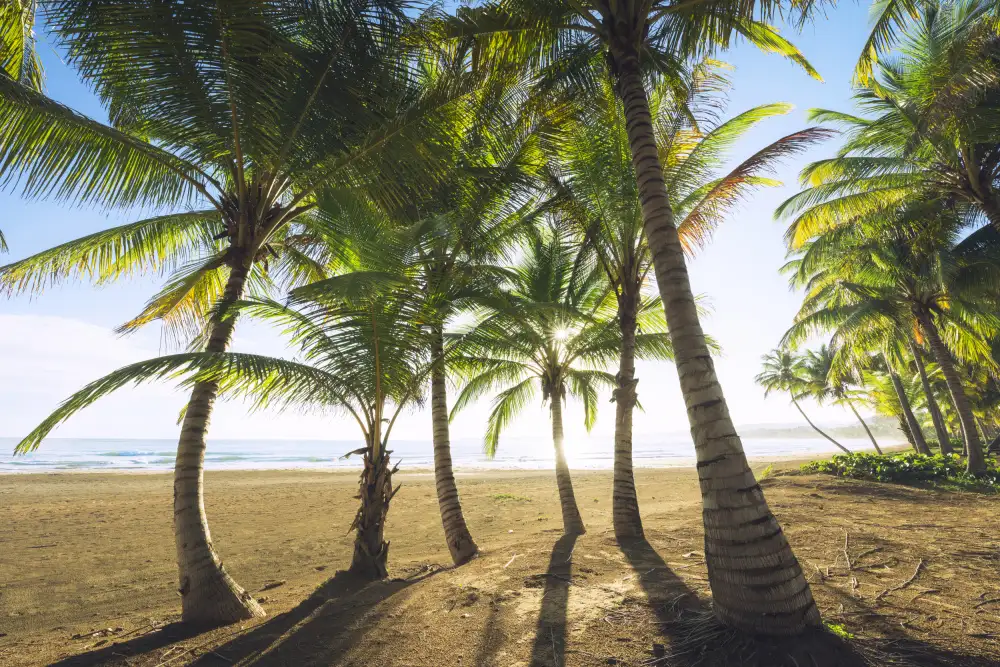 Hefele, Stefan: Mattina tropicale