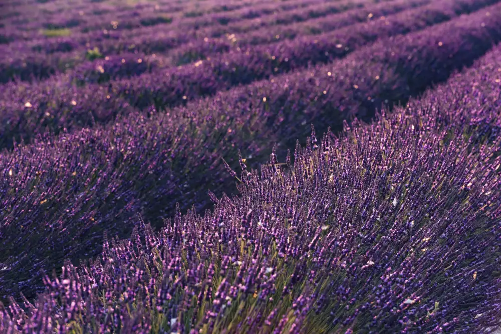 Hefele, Stefan: Lavanda della Provenza
