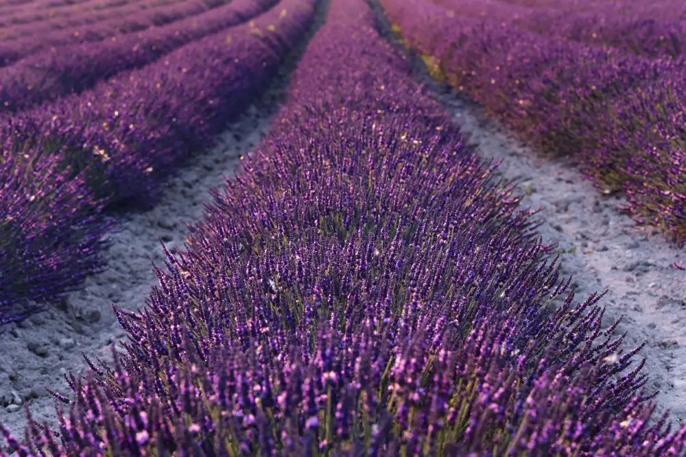 Hefele, Stefan: Dettaglio lavanda