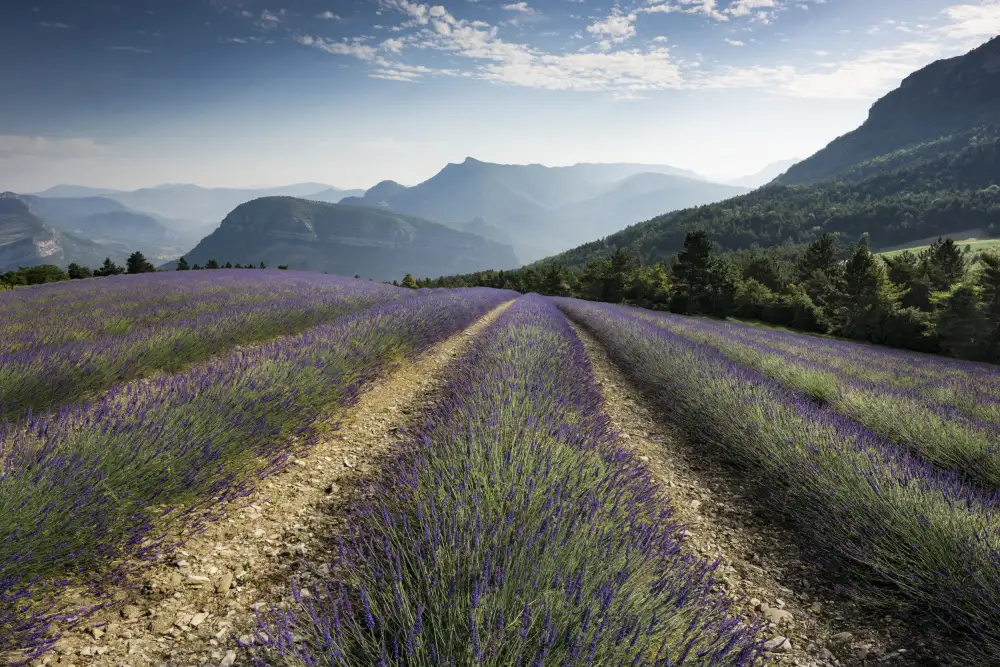 Hefele, Stefan: colinas de lavanda