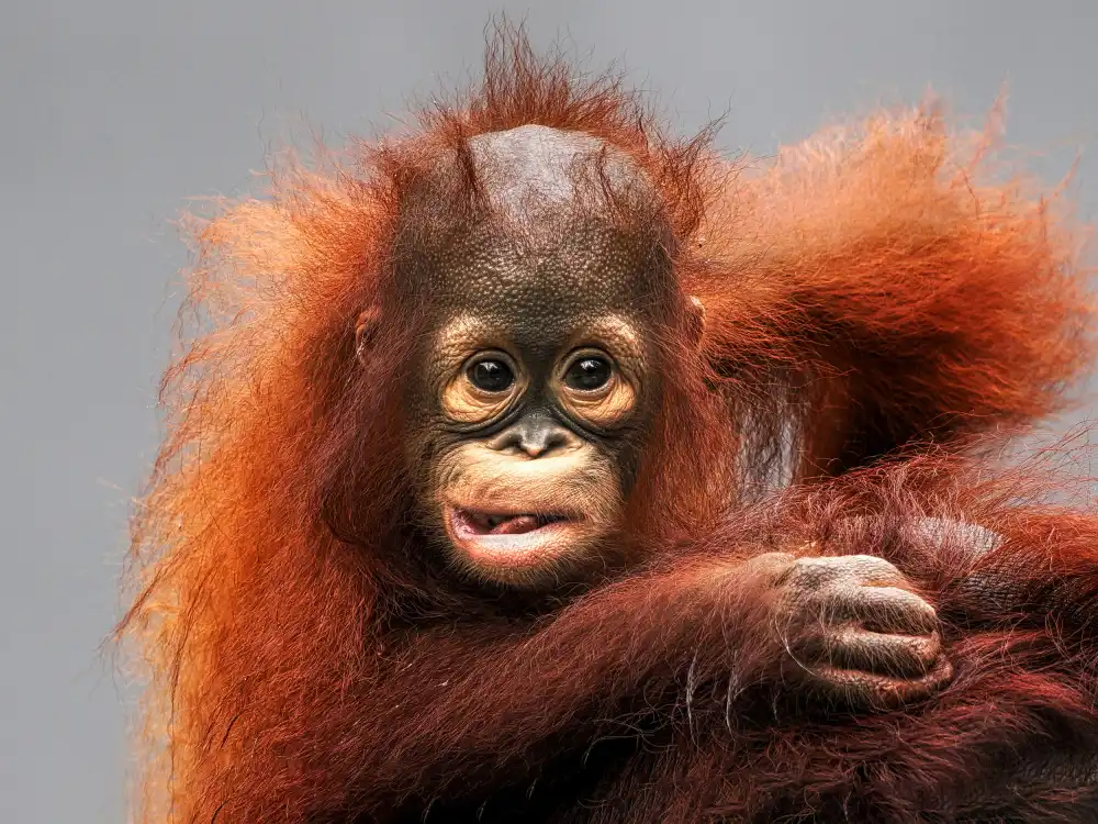 Dennaga, Prabu: Hey