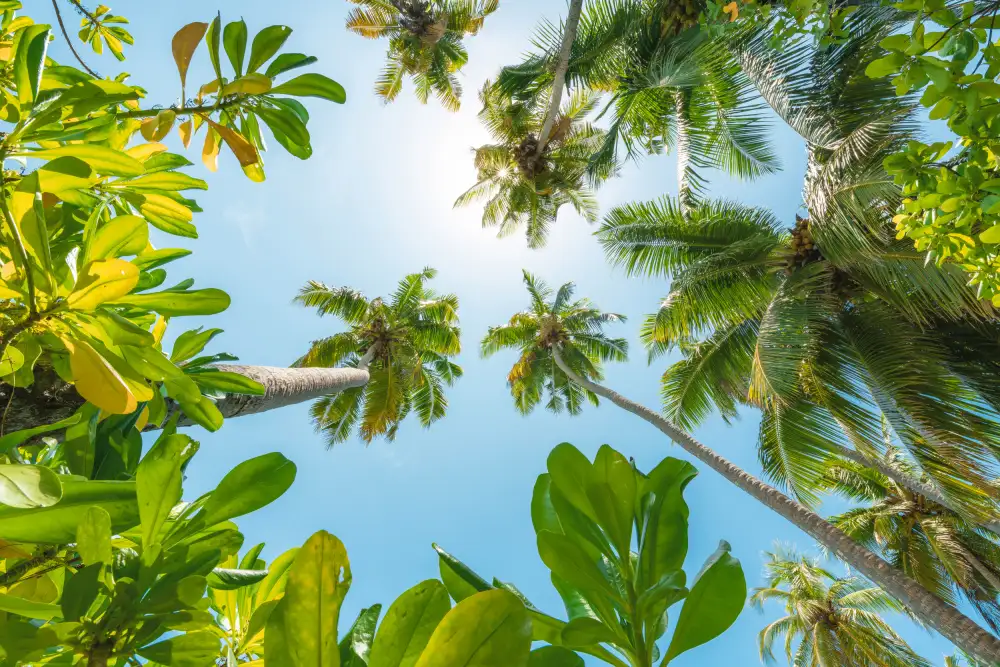 Hefele, Stefan: tropical arriba