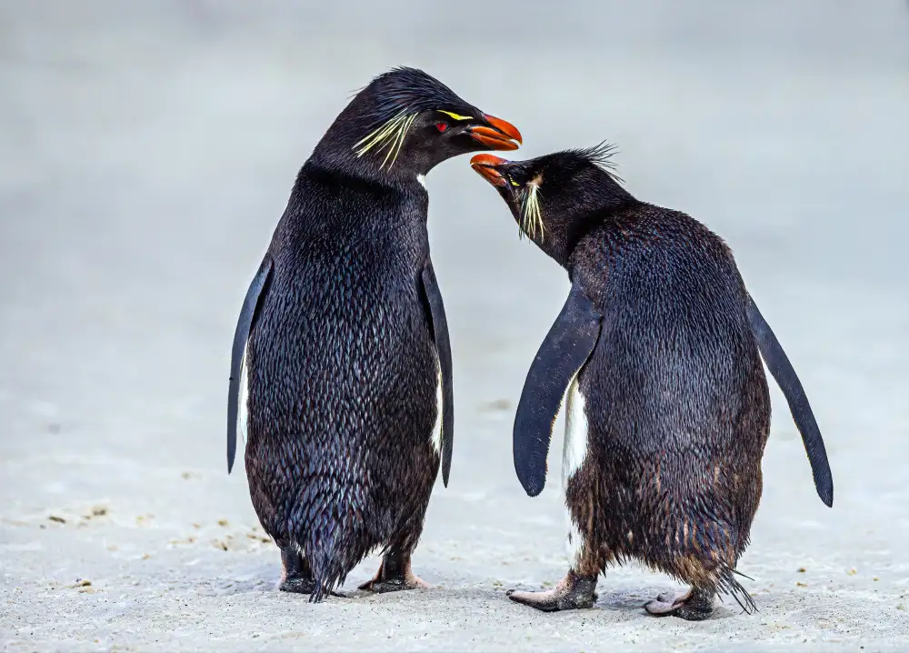 Lin, Ning: Felsenpinguine Chinwag