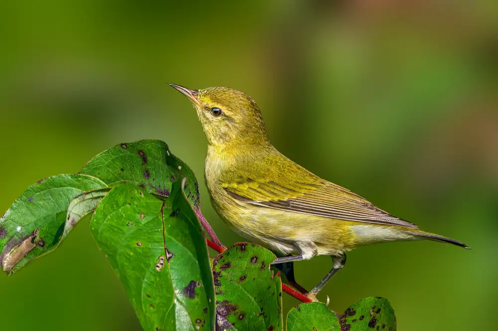 Xu, Jian: Tennessee warbler