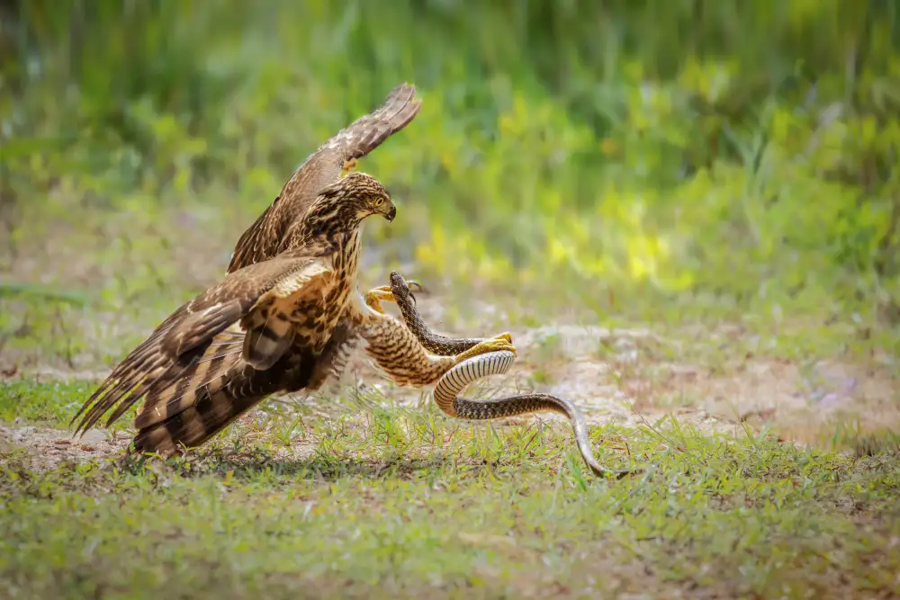(吉星高照), Taksing: Eagle snake battle