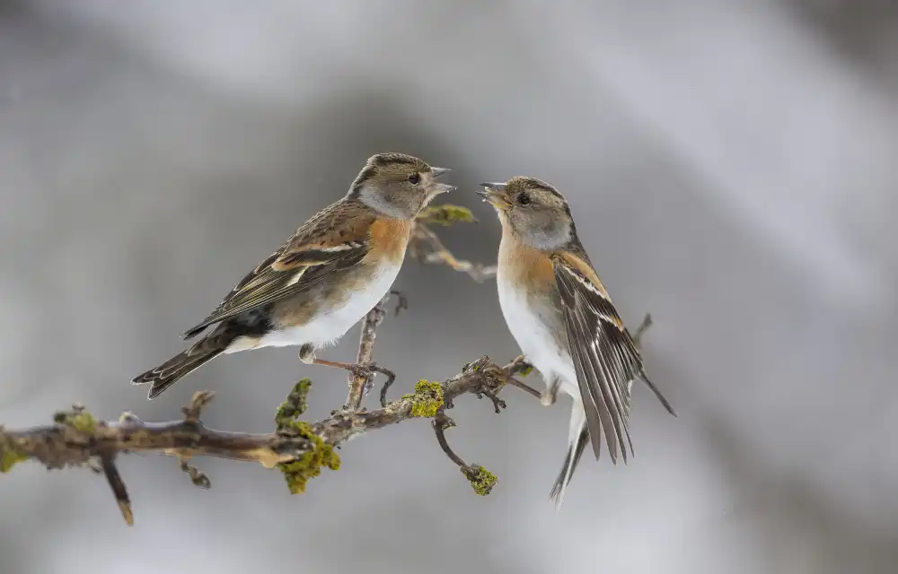 Barisone, Marco: il Bacio