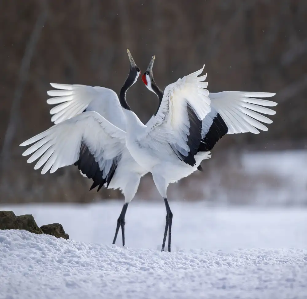 Tseng, Judy: Red-crowned Crane dance