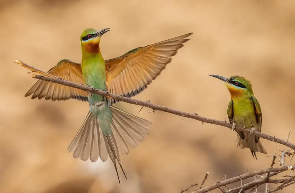 Nagpal, Manish: bee eaters landing