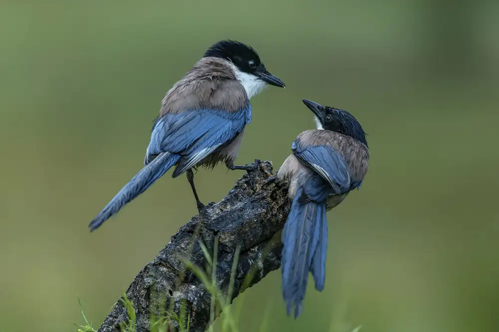 Cooper, Ray: Blaue Elster