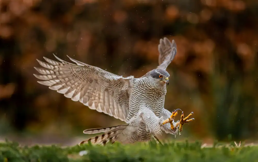 Procaccia, Itamar: Swooping for the kill