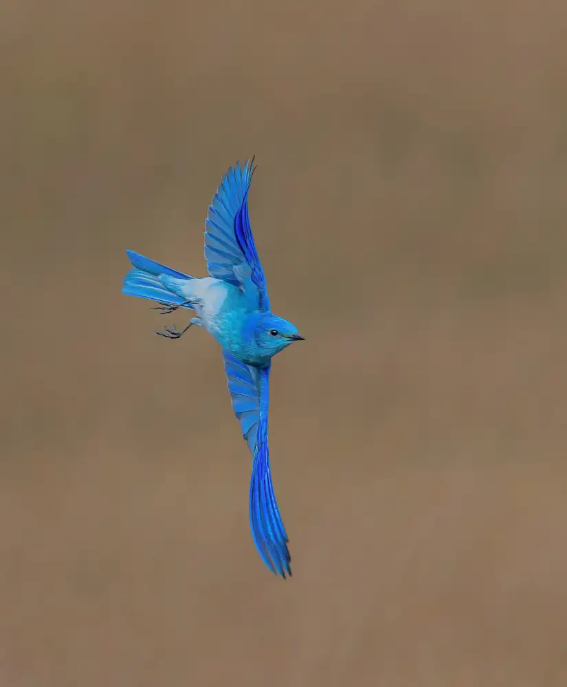 Lin, Ning: Uccello azzurro di montagna