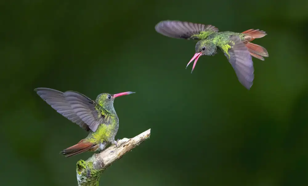 Qin, Feng: Hummingbirds