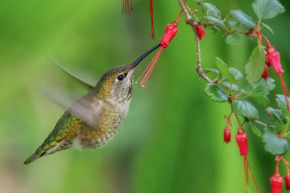 Liu, Wei: Kolibri