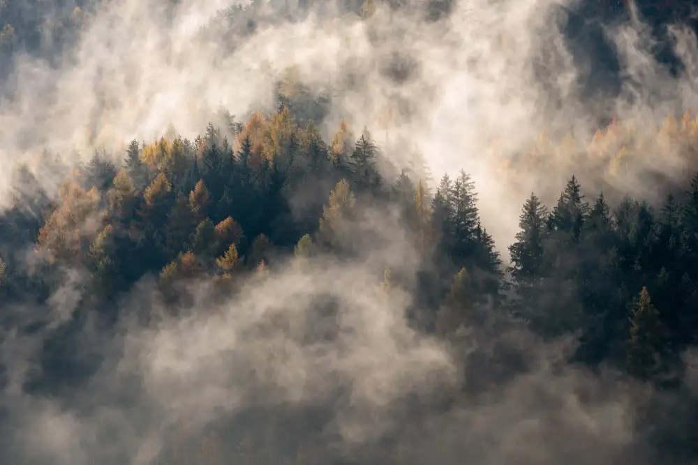 Galimberti, Marco: Brouillard dans les arbres