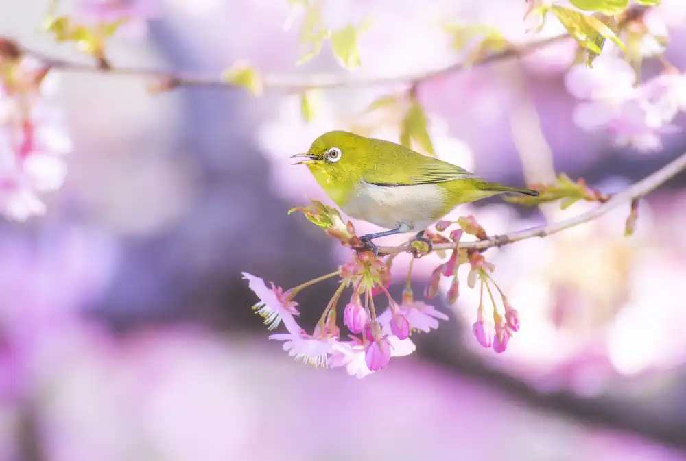 Suzuki, Takashi: Zosterops japonicus