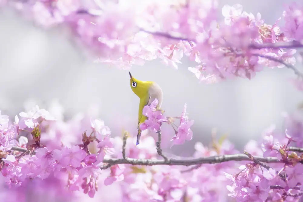 Suzuki, Takashi: Zosterops japonicus