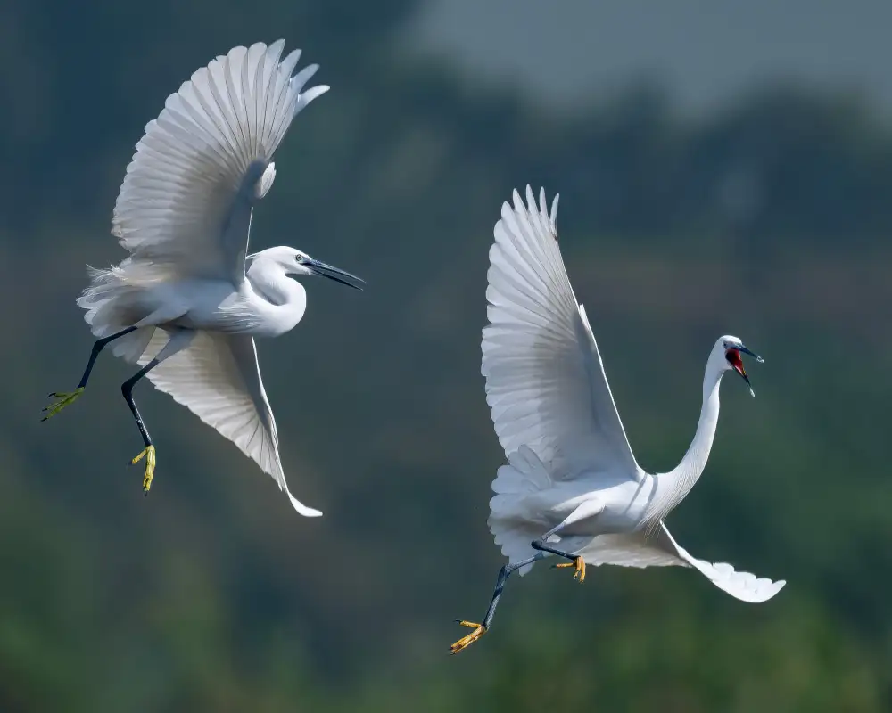 Elsheshtawy, Ahmed: little egret