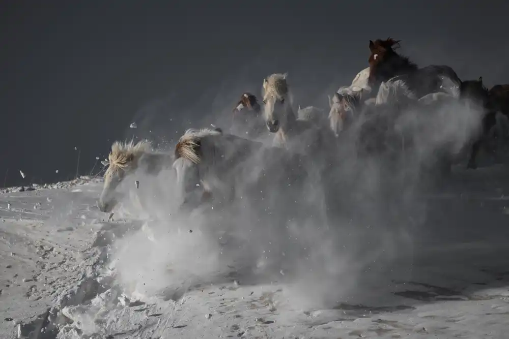Ren, Chuanxu: Horses