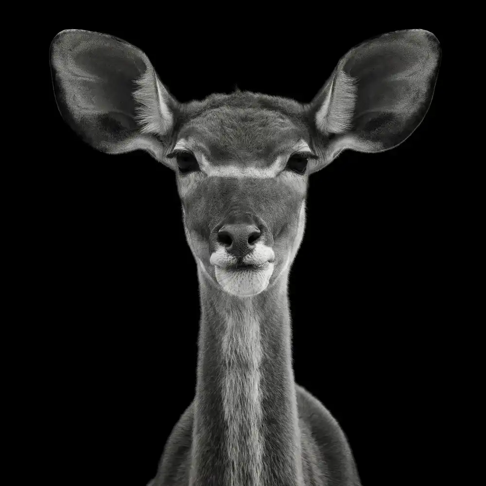 Guillemot, Mathilde: Young Female Greater Kudu - Tragelaphus Strepsiceros