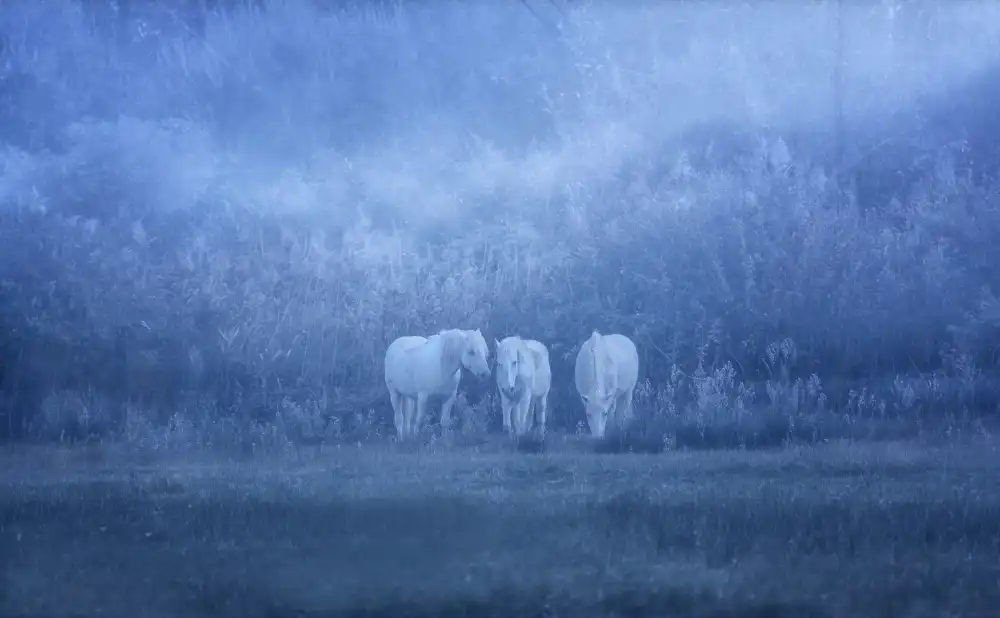 Hermann, Uschi: white horses