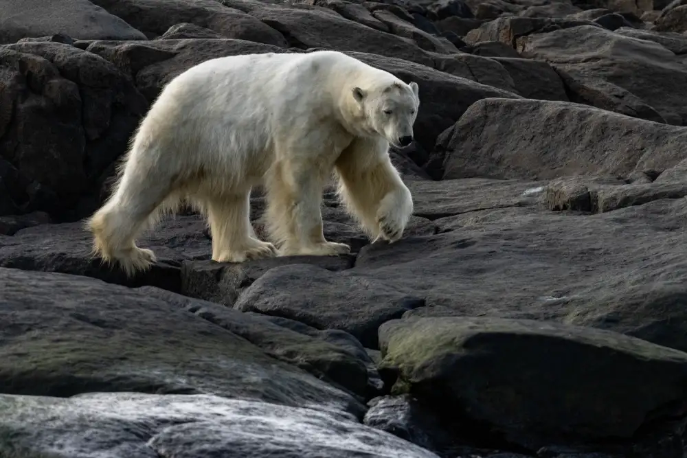 Chawla, Shobhit: La passeggiata…Svalbard