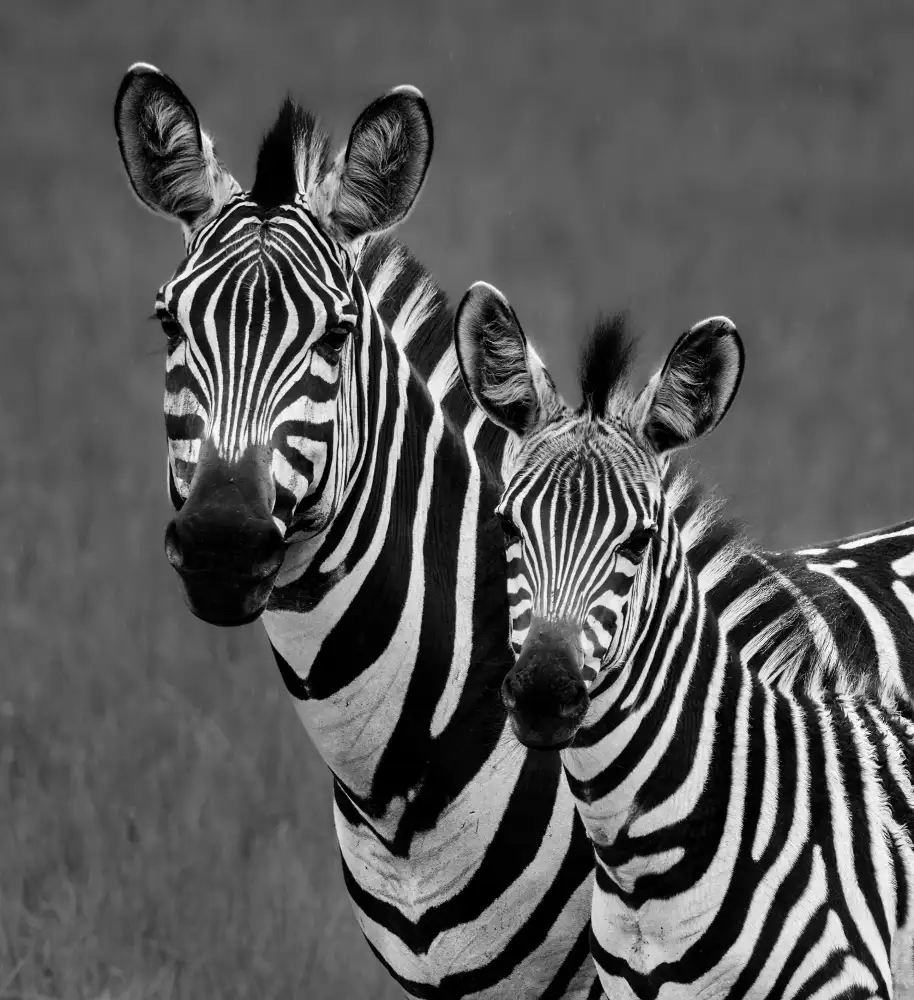 Parsons, Thomas: Zebras