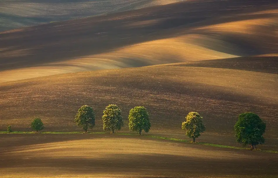 Browko, Krzysztof: Linea...